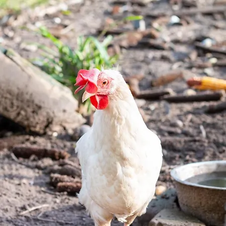 Bed En Bedford 4* Lith