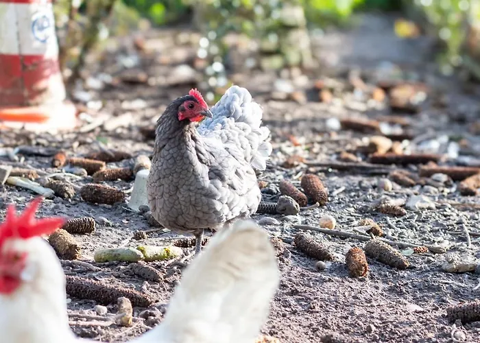 Bed En Bedford 招待所