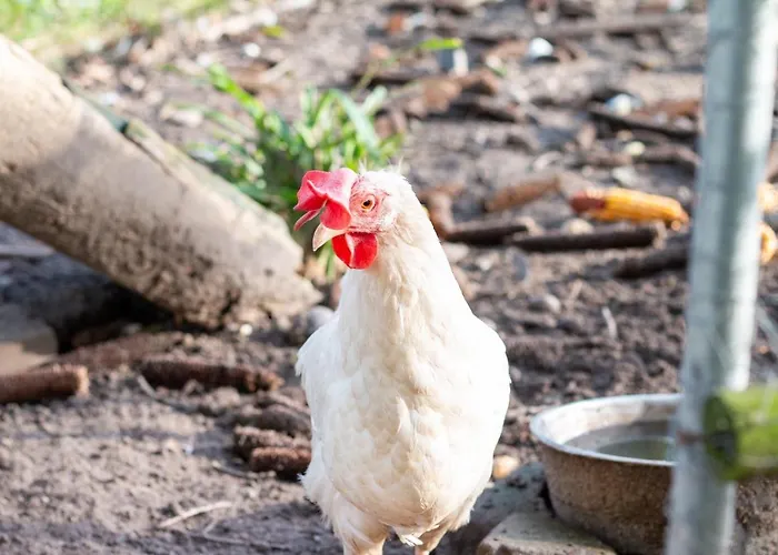 Bed En Bedford 4* Lith